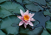 Nymphaea hybrid 'Mme Laydecker' (water lily)
