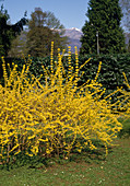 Forsythia intermedia 'Lynwood Gold' (Forsythie)