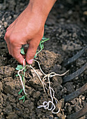 Carefully pull root weeds out of the earth with a grave fork