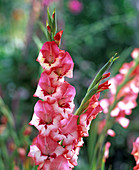 Gladiolus (gladiolus)