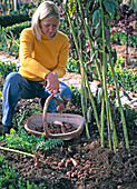 To harvest Helianthus tuberosus (Jerusalem artichoke)