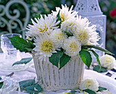 Dahlia (dahlia) white in metal pot