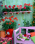 Pelargonium Summer Twist ' Red ' ' Nevada ' ' Serena '