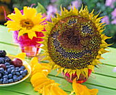 Sunflower faces