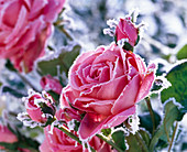 Pink silk rose with hoarfrost