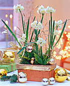 Narcissus tazetta (Tazette), weihnachtlich geschmückt