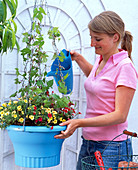 Plant light blue flower bulbs