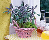 Salvia officinalis 'Purpurascens' (sage) in pink basket