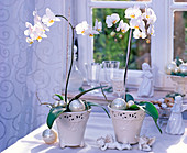 Phalaenopsis (Malayenblume, Schmetterlingsorchidee) in weißen Töpfen