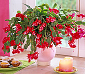 Schlumbergera (Weihnachtskaktus) rotblühend, Kerze
