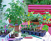 Cuttings of scented geranium