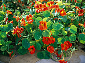 Tropaeolum (nasturtium) with red-orange flowers