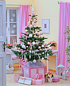 Abies nordmanniana (Nordmanntanne) als Weihnachtsbaum mit weißen Kerzen