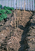 Plant asparagus