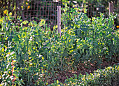 Peas sowing