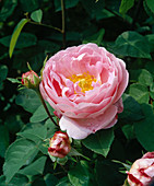 Climbing Rose 'Constance Spry', English Rose, once flowering, fragrant