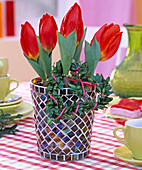 Tulipa 'Red Paradise' (tulip) in glass mosaic pot
