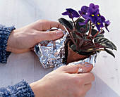 African violet with pine needles