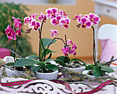 Phalaenopsis 'Petit Avenir' (Miniature Butterfly Orchid)