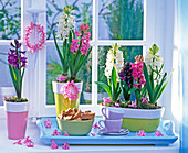 Hyacinthus (weiße, rosa und purpur Hyazinthen) am Fenster
