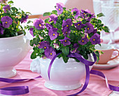 Viola cornuta (horn violet) in white ceramic pot