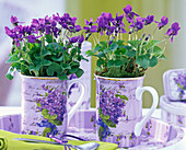 Viola odorata (violet) in violet coffee cups