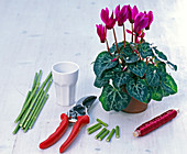 Red wire with dogwood pieces as plug-in aid for Cyclamen