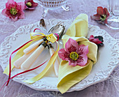 Blüten von Helleborus (Lenzrose) in dekorativ geknotete Serviette gesteckt