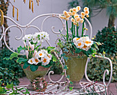 Primula acaulis (Frühlingsprimeln), Primula obconica