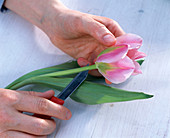 Split the Tulipa with a sharp knife