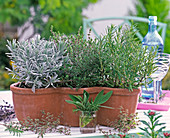 Terracotta box with lavandula (lavender), thymus (thyme)