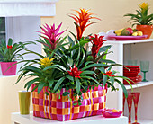 Basket with various Guzmania in red, orange, yellow and pink