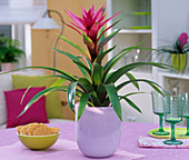 Guzmania (Guzmania) in pink planter on the table, glasses