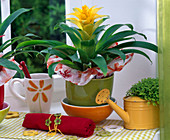 Yellow Guzmania with sleeve made of wrapping paper on the windowsill