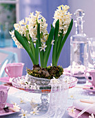 White Hyacinthus orientalis bordered with lace ribbon