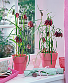 Fritillaria in pink pots on the windowsill