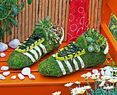 Fußballschuhe aus Draht und Moos bepflanzt mit Sempervivum