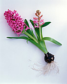 Pink Hyacinthus (hyacinth) with onion as a cut-out