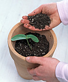 Pour cucumber seedling in the pot