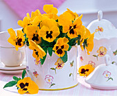 Bouquet of yellow viola wittrockiana in sugar bowl
