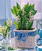 Convallaria majalis in white basket with blue ribbon