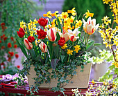 Tulipa 'The First' 'Abba' (Tulpen), Narcissus 'Jetfire' 'Tete a Tete'