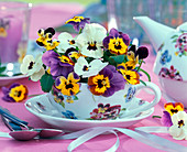 Viola wittrockiana, white and purple-yellow in teacup