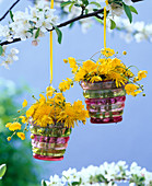 Taraxacum (Löwenzahn) und Ranunculus (Hahnenfuß) in hängenden Vasen