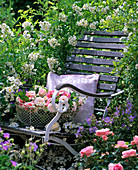Verwitterter Holzstuhl vor Wildrose Rosa multiflora (Vielblütige Rose)