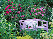 Purple painted wooden bench in front of historic roses 'Rosa gallica'