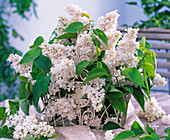 White syringa in white wire basket with handle on the table