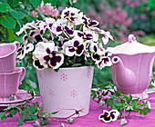 Viola wittrockiana bouquet