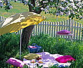 Picnic area under blooming malus (apple tree)