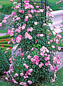 Rosa 'robber knight' (climbing rose), height up to 2, 5 meters